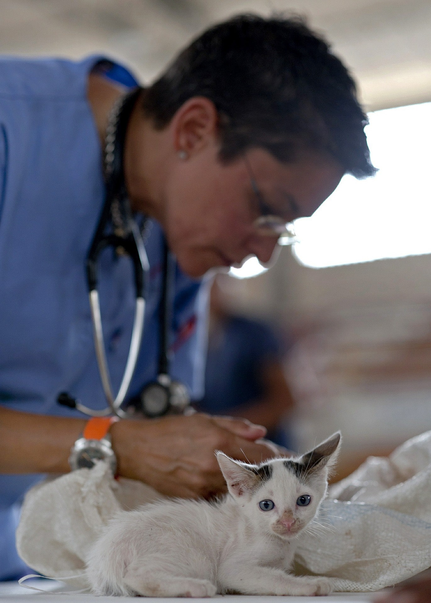 veterinary medicine research articles