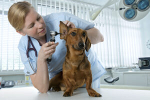 veterinary research consultants