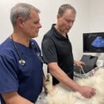 veterinary consulting